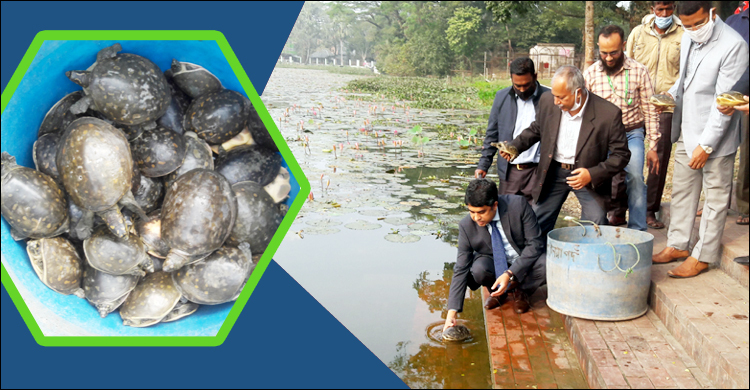 ষাটগম্বুজের ঘোড়া দীঘিতে অবমুক্ত করা হলো ৫২ সুন্ধি কচ্ছপ