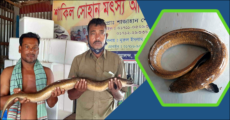 পদ্মায় চায়না দোয়ারিতে ধরা পড়ল বিলুপ্তপ্রায় বামুস মাছ