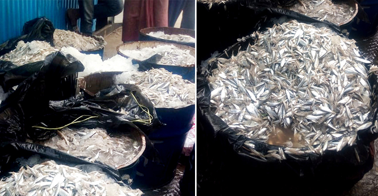 ১০ মণ ইলিশের পোনা জব্দ, এতিমখানায় বিতরণ