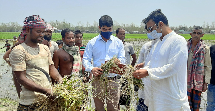 ক্ষতিগ্রস্ত ফসলের মাঠে এমপি মমিন মণ্ডল