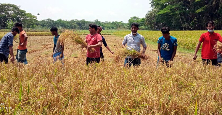 রোজা রেখে কৃষকের ধান কাটলো ছাত্রলীগের নেতা-কর্মীরা