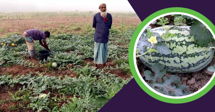 লকডাউনে তরমুজ বিক্রি নিয়ে শঙ্কায় পিরোজপুরের চাষিরা