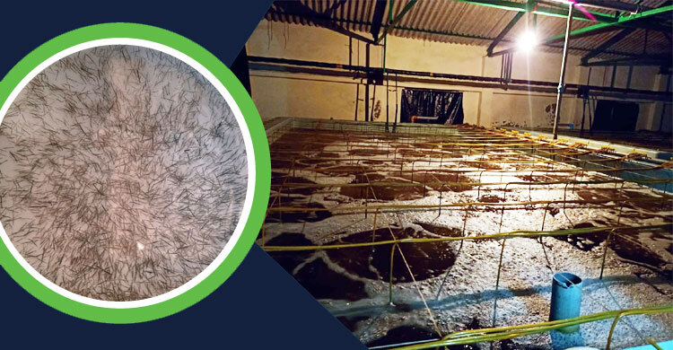 চিংড়ি হ্যাচারিতে দু’মাসে ক্ষতি শত কোটি টাকা