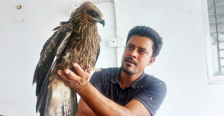 কামারখন্দে এক পা হারানো আহত চিল উদ্ধার