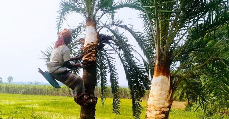সব প্রস্তুতি শেষে অপেক্ষা এখন রস সংগ্রহের