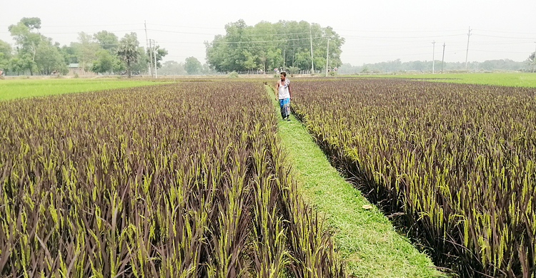 দৃষ্টি জুড়াচ্ছে বেগুনি ধান