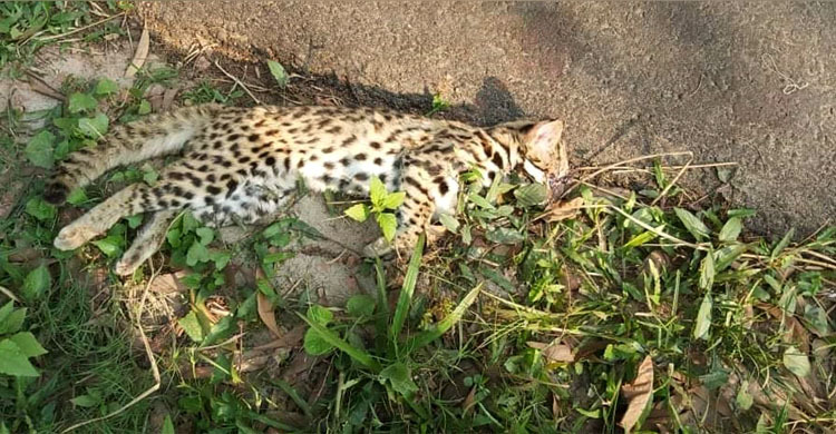 সুন্দরবন থেকে মৃত বাঘ উদ্ধার