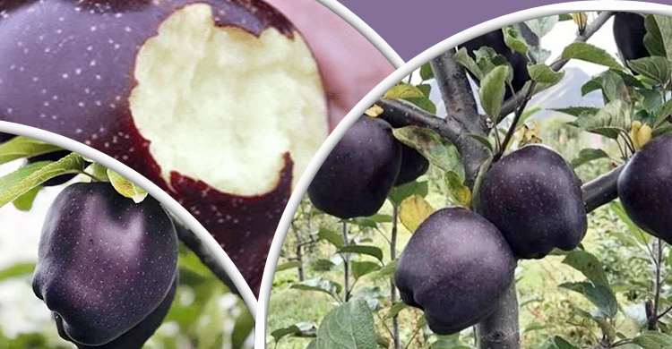 ব্ল্যাক ডায়মন্ড আপেল, একটির দাম ১৬০০ টাকা!