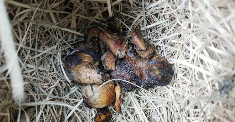 পুড়িয়ে মারা হলো বাবুই পাখির ৩৩ ছানা