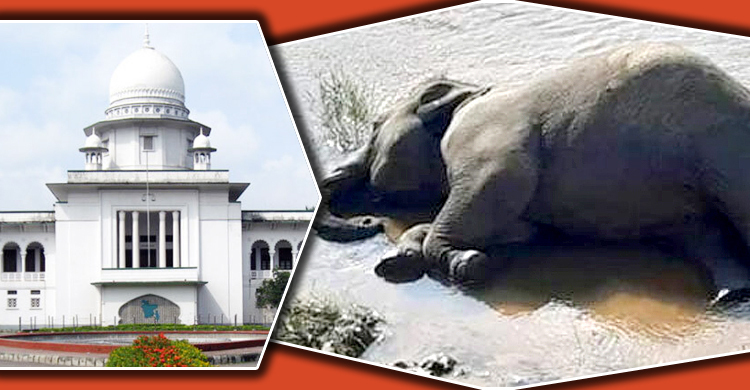 হাতি হত্যা বন্ধে পদক্ষেপ কী জানতে চান হাইকোর্ট