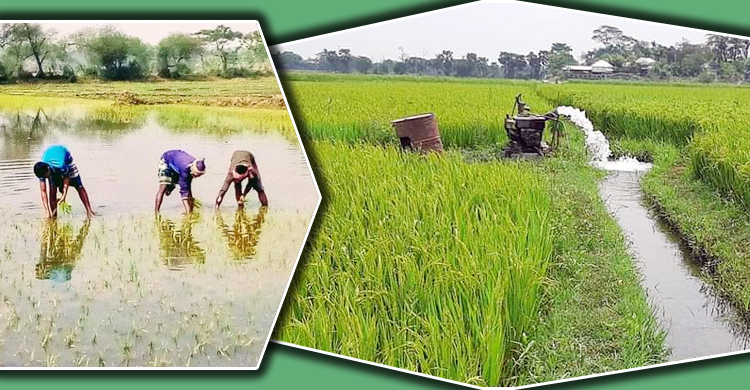 ফরিদপুরে কমেছে বোরো চাষ