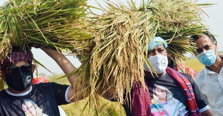 আড়িয়াল বিলে কৃষকের ধান কেটে দিল স্বেচ্ছাসেবক লীগ