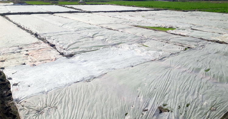 বোরোর বীজতলায় শীতের হানা