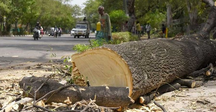 কাটা গাছ গায়ের ওপর পড়ে কিশোরের মৃত্যু