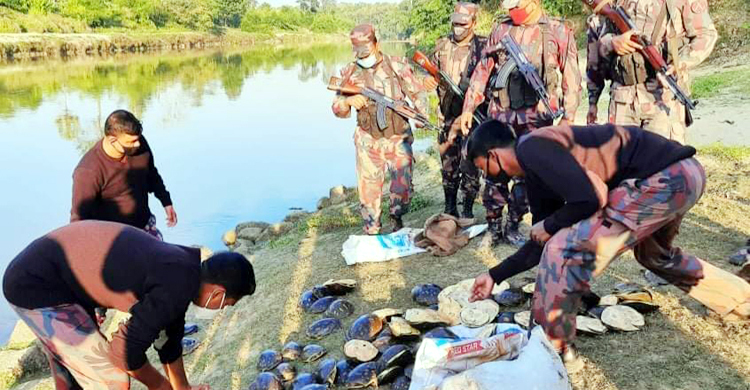 ফেনী নদীতে অবমুক্ত ১৪০ কচ্ছপ