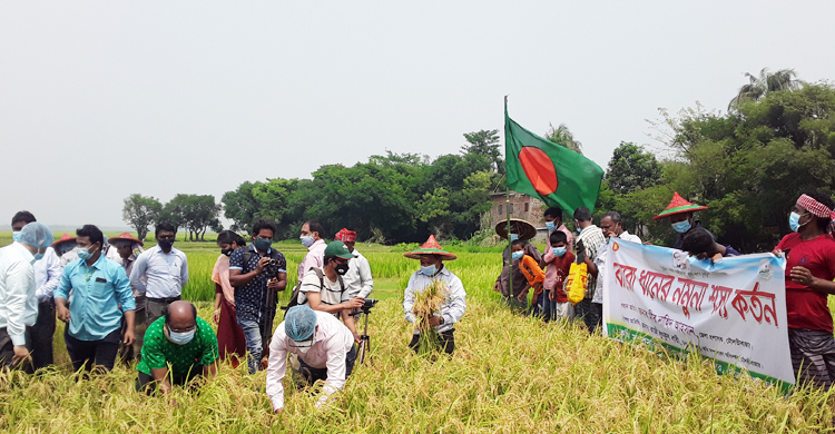 মৌলভীবাজারে বোরো ধান কাটা শুরু