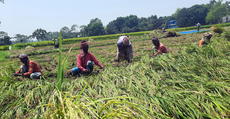 সিরাজগঞ্জে স্বপ্নের ধান কাটা শুরু