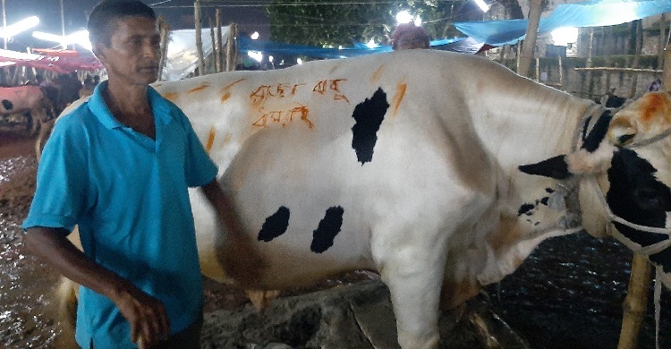 সাভারের হাটে ক্রেতা নেই বড় গরুর