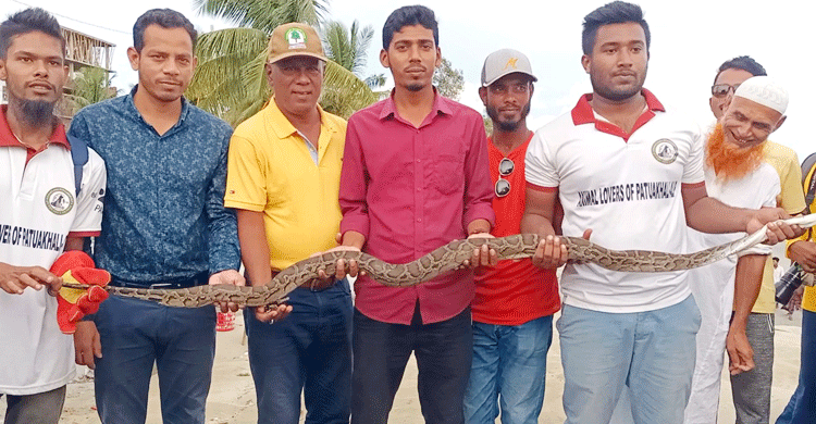 ধানক্ষেত থেকে উদ্ধার ৯ ফুট লম্বা অজগর বনে অবমুক্ত