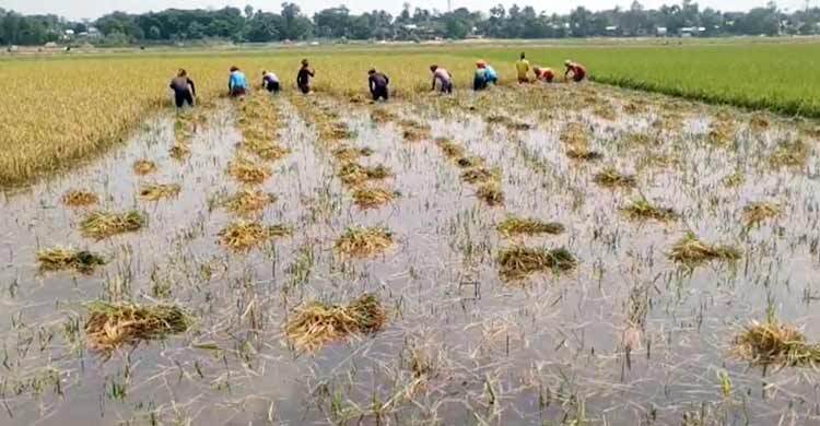 হবিগঞ্জে তলিয়ে গেছে ৯০ হেক্টর জমির ধান, কাটা হয়েছে ২৪ শতাংশ