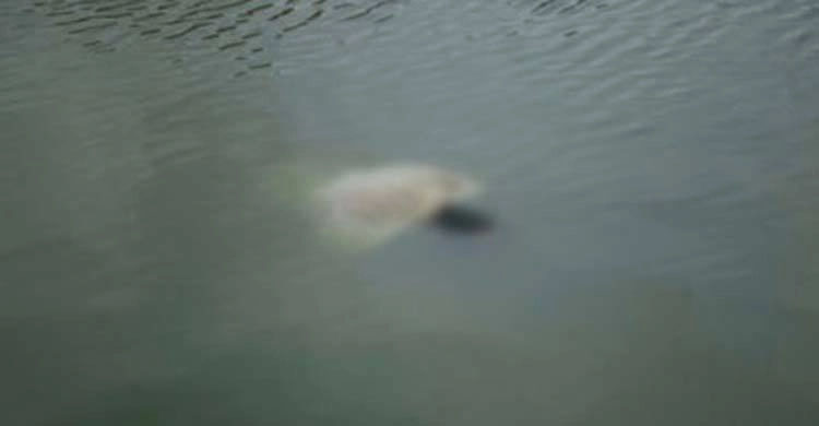 নাসিরনগরে সাঁকো থেকে নালায় পড়ে ভাই-বোনের মৃত্যু