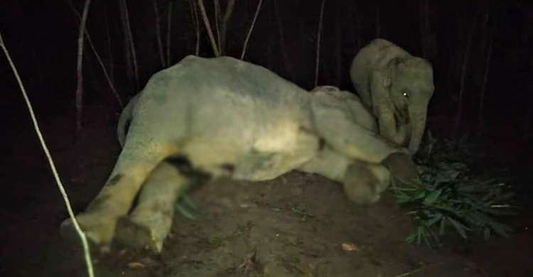 Coxs-Bazar-Elephant-Die-Fl