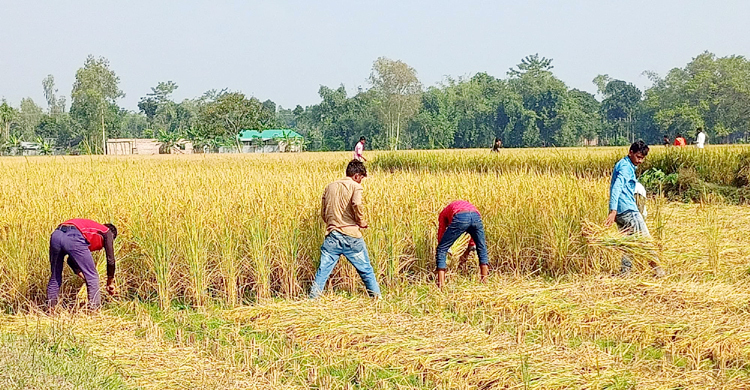 কার্তিকে মঙ্গা জয়, আগাম ধানে কৃষকের মুখে হাসি