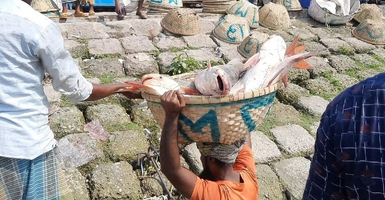চাঁদপুরের ঘাটে ইলিশ কম, মিলছে পদ্মা-মেঘনার বড় বড় পাঙাশ