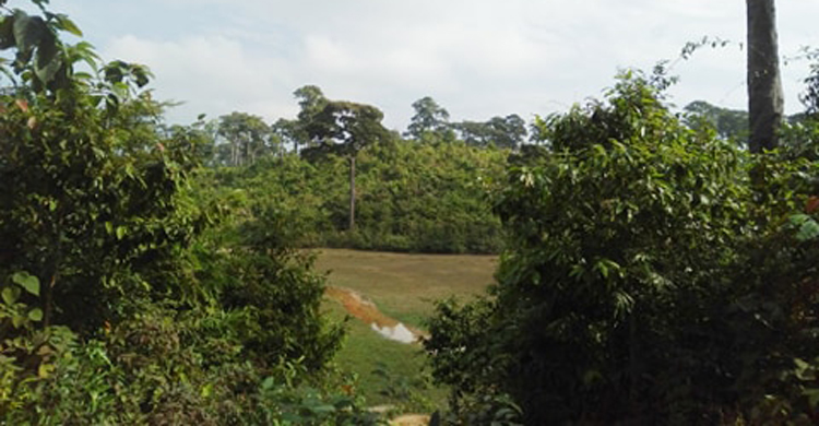 Coxs-Bazar-Elephant-Die-Fl