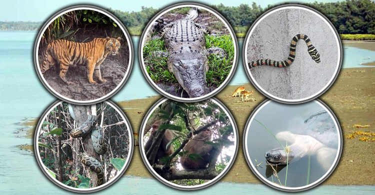 জেলে-পর্যটক প্রবেশ বন্ধ, সুন্দরবন ফিরেছে নিজস্ব রূপে