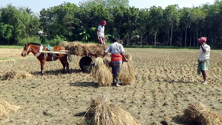 RAJBARI-AMON-DHAN-NEWS-PIC04