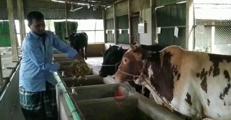 গো-খাদ্যের দাম বৃদ্ধি, কম খাবারে দুধের উৎপাদন-ষাঁড়ের ওজন কমছে
