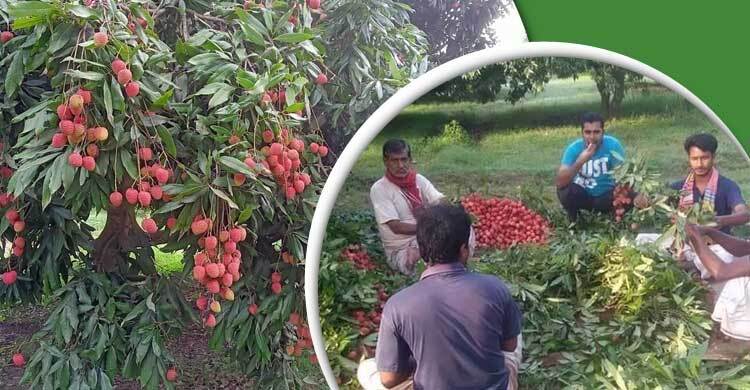 রাজশাহীতে আমের রাজ্যে লিচুর আধিপত্য। শুক্রবার, ২৭ মে ২০২২