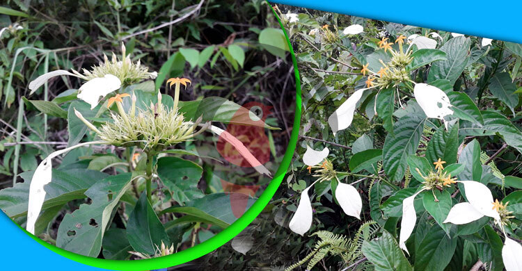 সবুজের মাঝে সাদা রঙের নাগবল্লী