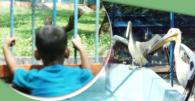 চিড়িয়াখানায় উন্মুক্ত হলো আরও ১৬ প্রাণী, সিংহ-পেলিক্যান দেখতে ভিড়
