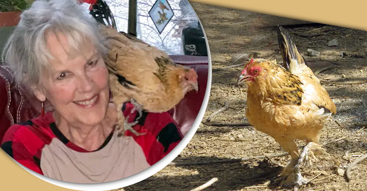 মুরগির বিশ্বরেকর্ড