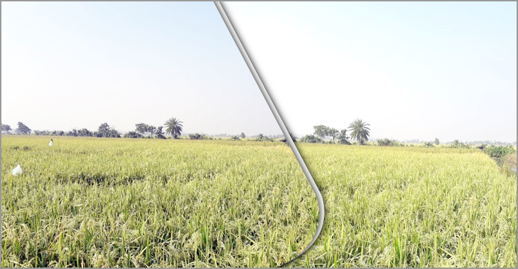 দাকোপে আমনের বাম্পার ফলনে কৃষকের মুখে হাসি