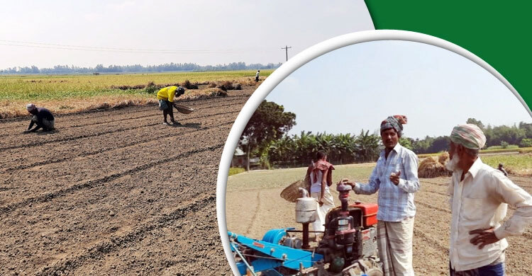 পেঁয়াজের চারা উৎপাদনে ব্যস্ত পাবনার চাষিরা