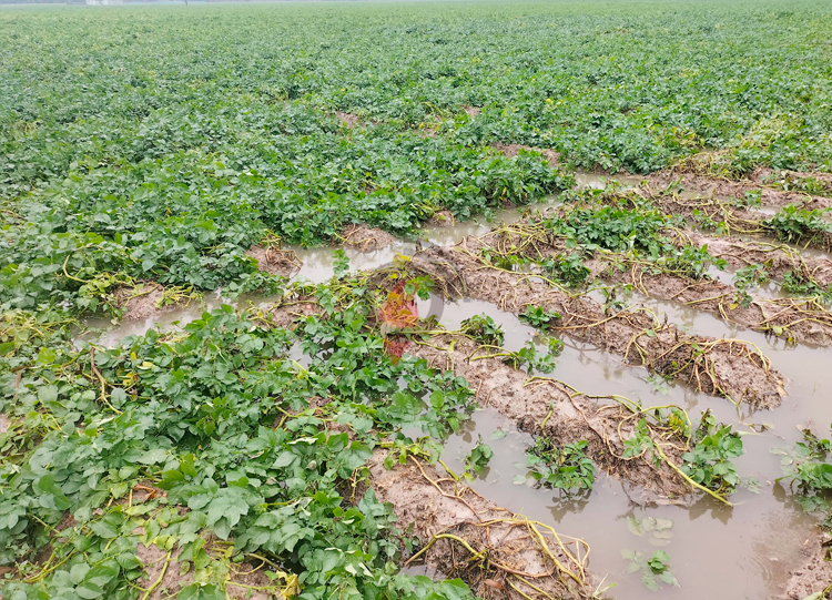 জয়পুরহাটে বৃষ্টিতে আলুর ব্যাপক ক্ষতির আশঙ্কা
