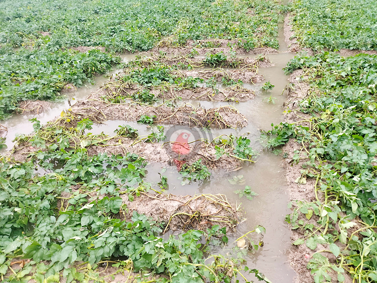 জয়পুরহাটে বৃষ্টিতে আলুর ব্যাপক ক্ষতির আশঙ্কা