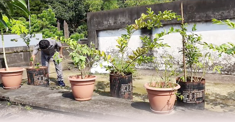 ছাদ কৃষিতে স্বপ্ন দেখাচ্ছেন ডিসি | ২৮ নভেম্বর ২০২০
