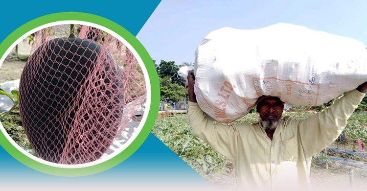 বেবি তরমুজে ঝুঁকেছেন চাষিরা | ০২ ডিসেম্বর ২০২০