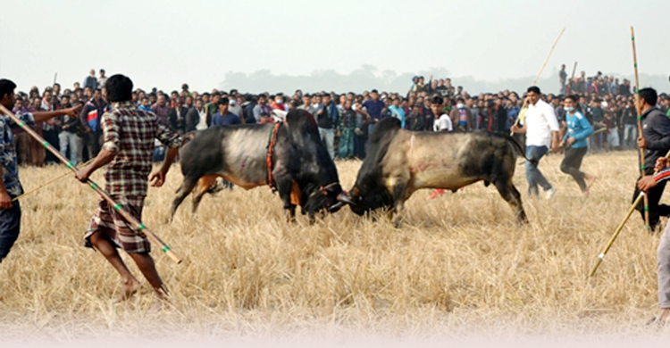 ষাঁড়ের লড়াইয়ে চ্যাম্পিয়ন ব্ল্যাক ডায়মন্ড | ২০ জানুয়ারি ২০২১