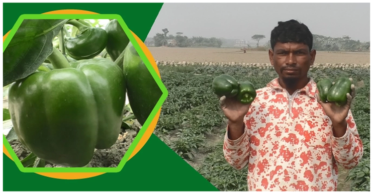 ক্যাপসিকাম চাষে ৪ লাখ টাকা আয়ের আশা | ২৪ জানুয়ারি ২০২১
