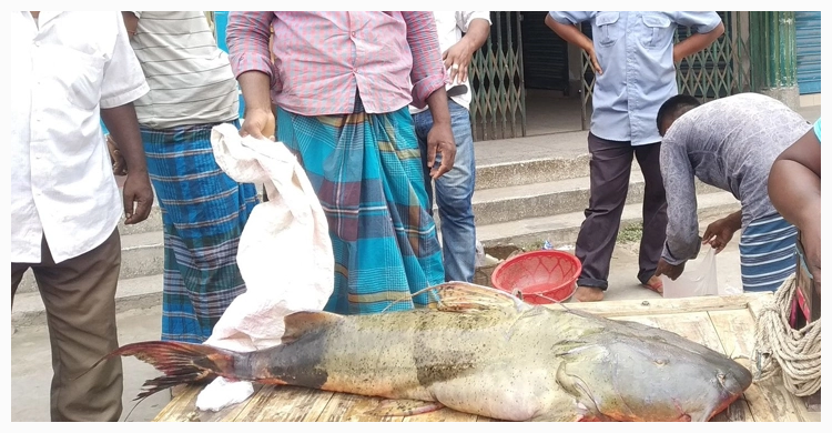 বিক্রির অপেক্ষায় পদ্মার ২৯ কেজি ওজনের বাঘাইড় | ১৭ এপ্রিল ২০২১