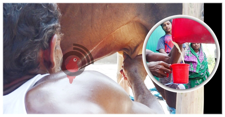 বাছুর ছাড়াই প্রতিদিন আড়াই লিটার দুধ দিচ্ছে বকনা গরু! | ০৭ মে ২০২১
