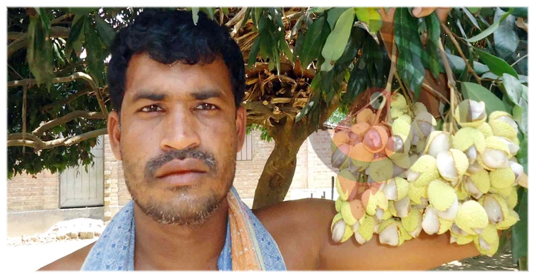 গাছেই ফেটে যাচ্ছে লিচু, চিন্তায় ঈশ্বরদীর চাষিরা | ০৯ মে ২০২১