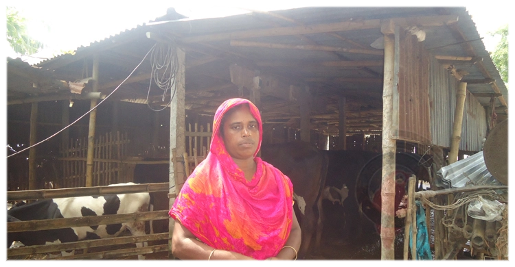 খামারিদের দুধের লাভ খেয়ে নিচ্ছে গো-খাদ্য | ১৮ মে ২০২১