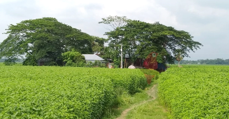 এক বাড়ি নিয়ে একটি গ্রাম! | ২১ জুন ২০২১