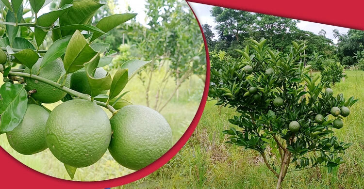 গ্রিন মাল্টা চাষ করে সফল বিদেশফেরত আব্দুর রহমান | ০৪ আগস্ট ২০২১